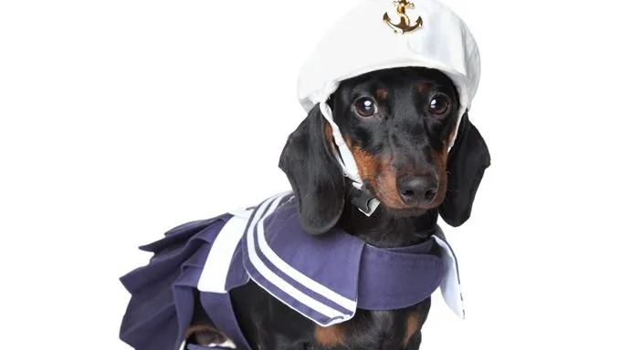 Wiener Dog Costume For Humans
 10 Best Wiener Dog Costumes For Halloween [PICTURES] DogTime