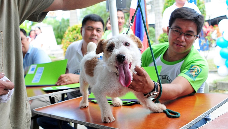 MANILA, PHILIPPINES - SEPTEMBER 28: Dogs are dressed and groomed as they participate in a competition during World Rabies Day celebrations on September 28, 2013 in Cainta Municipality, Philippines. World Rabies Day is an international campaign which is held on September 28th. Launched in 2007, World Rabies Day aims to raise awareness about the public health impact of human and animal rabies. 