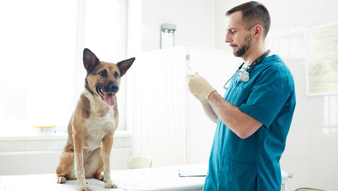 vet with dog on medical table