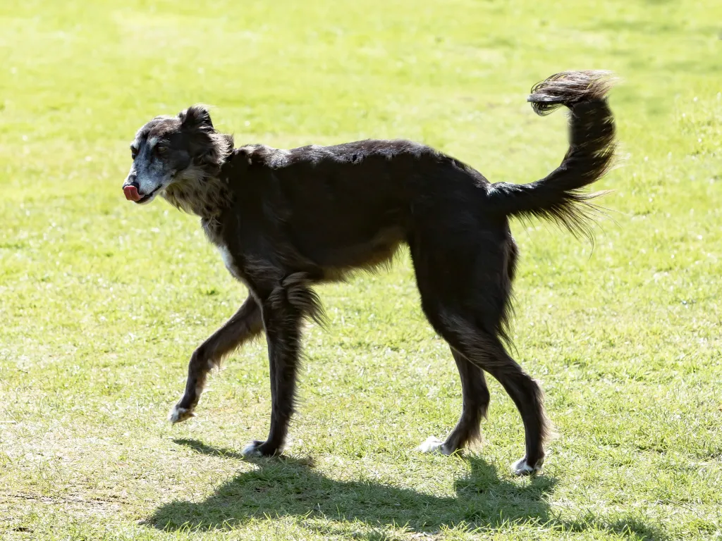 A full body portrait of a Silken Windhound outdoors.
