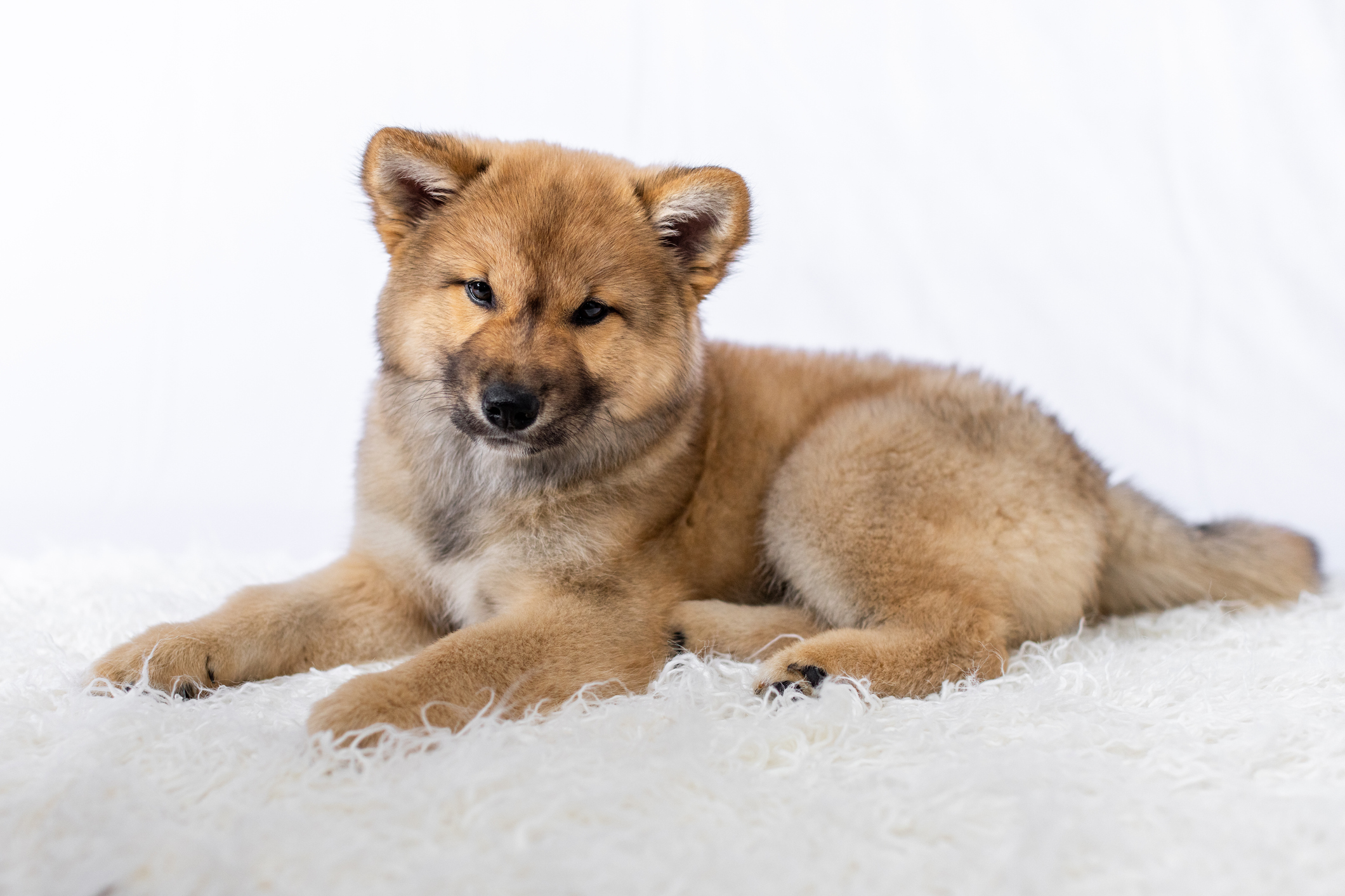 Jindo Dog Breed Information & Characteristics