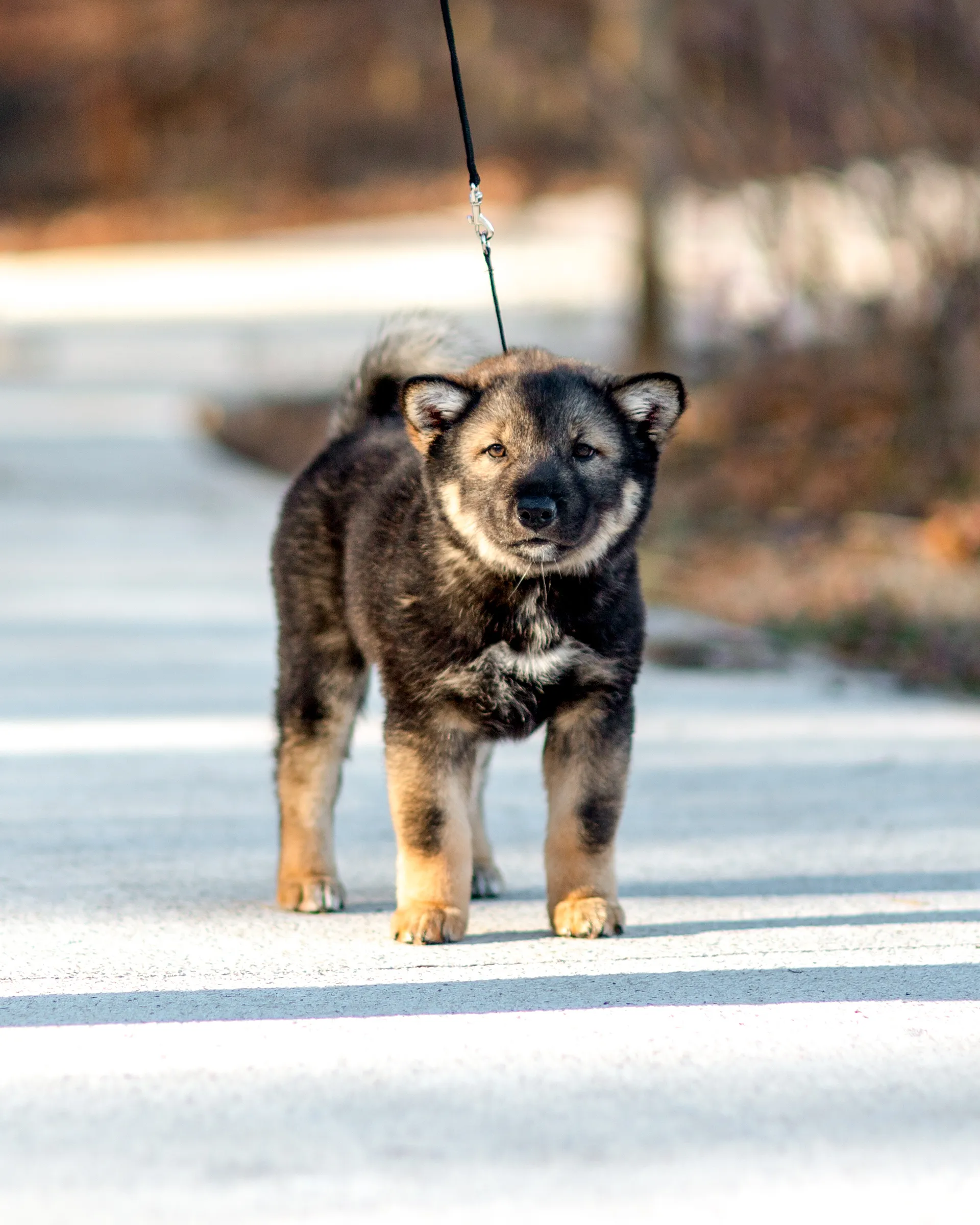 Jindo sales mix puppy