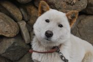 A close-up of a sweet Korean Jindo Dog.