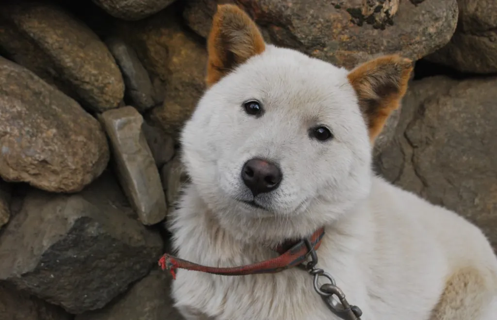A close-up of a sweet Korean Jindo Dog.