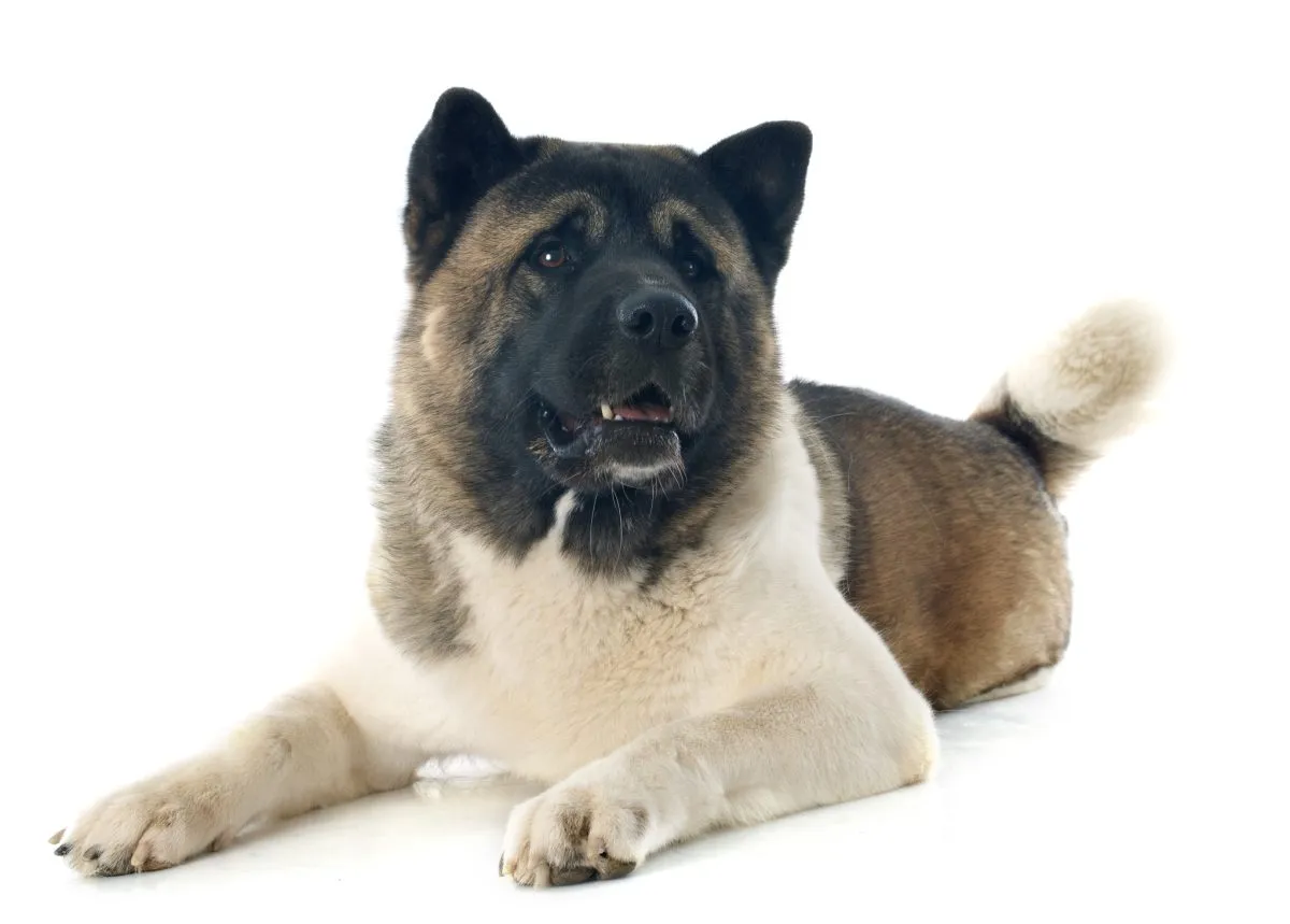 Akita Dog Breed Information and Characteristics photo