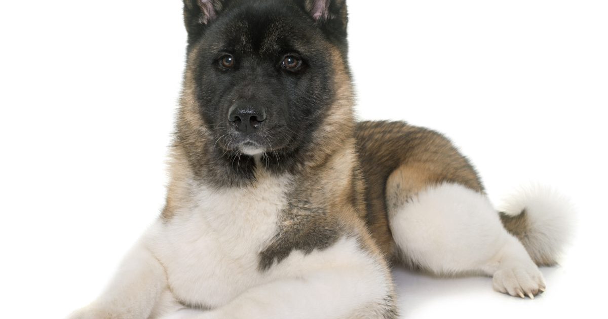 Akita Dog Breed Information, Pictures, Characteristics & Facts - Dogtime