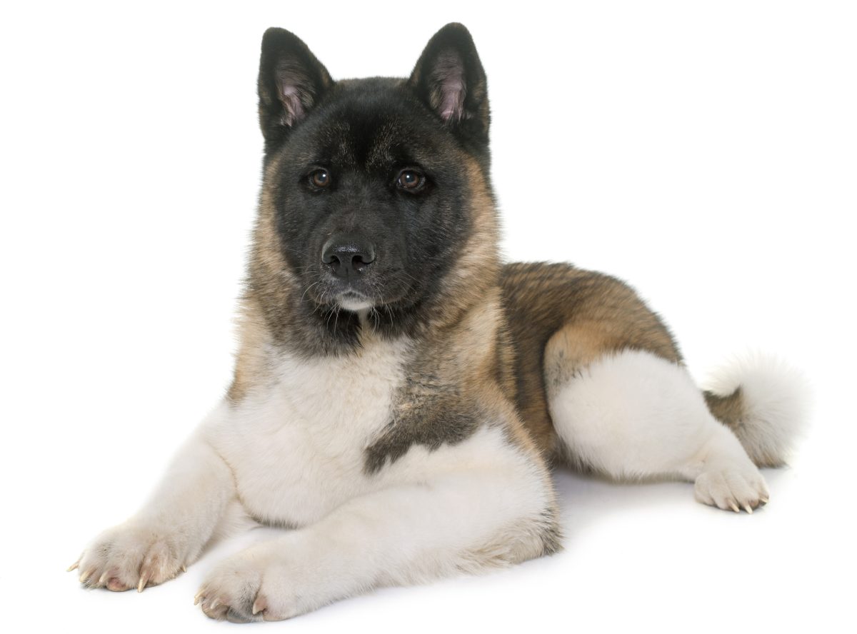 Akita Dog Breed Information, Pictures, Characteristics & Facts - Dogtime