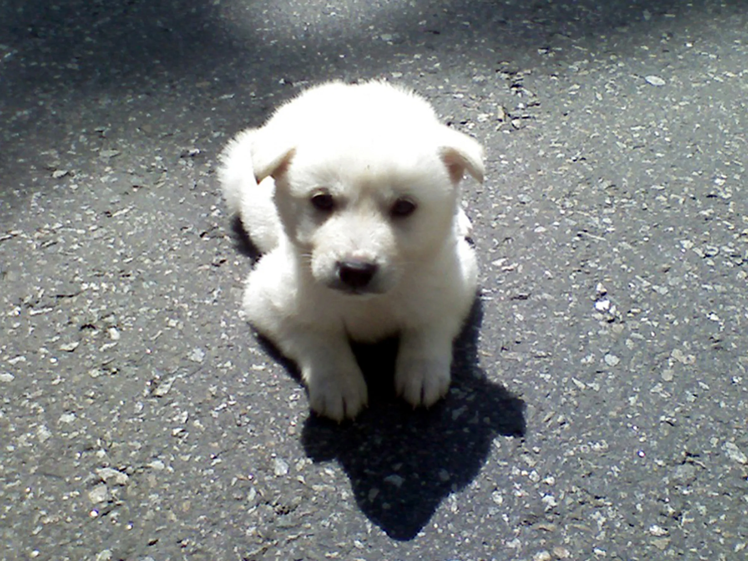 Jindo cheap poodle mix