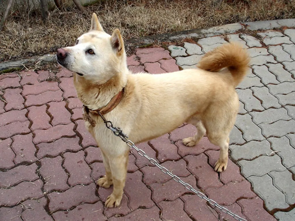 Jindo dog standing