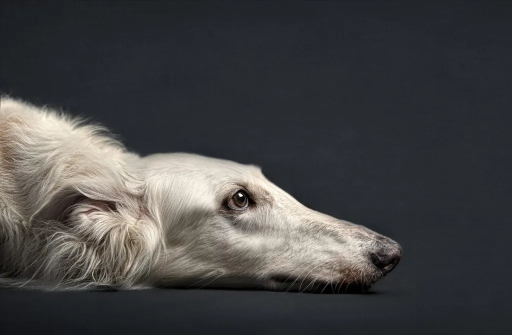 A Silken Windhound lays its head down on a photo studio floor.