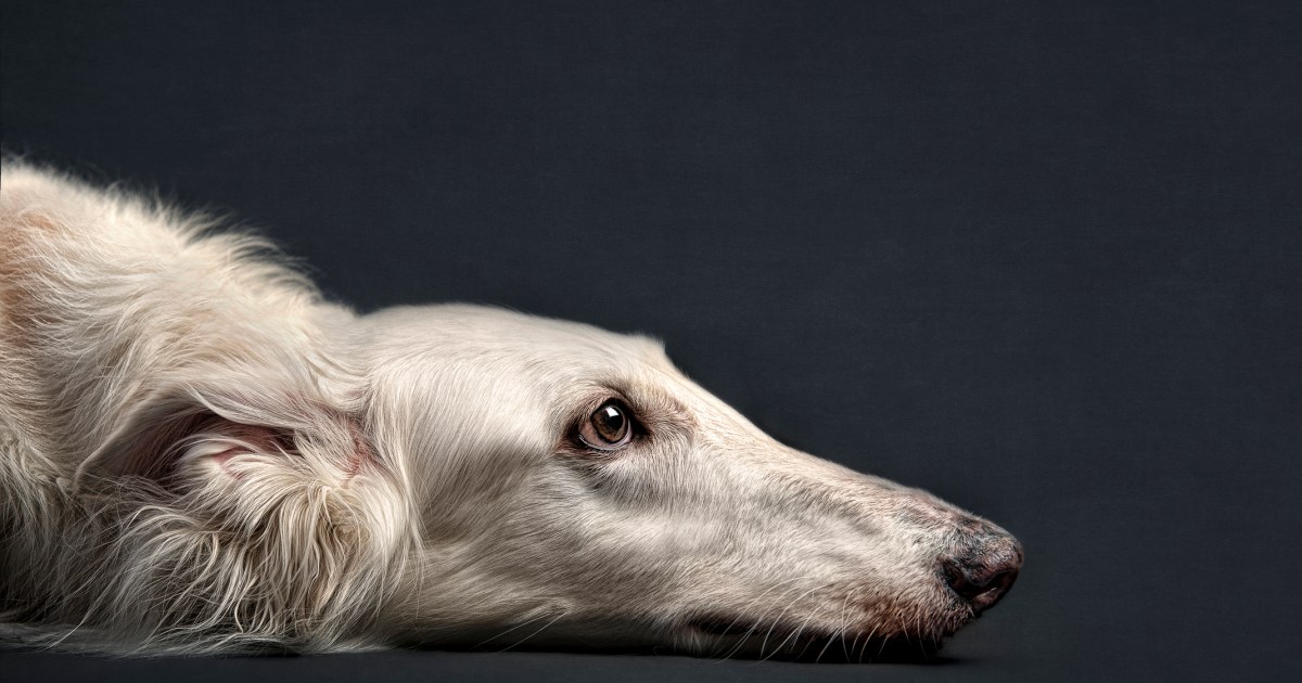 is silken windhound recognized by american kennel club