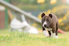 Staffordshire Bull Terrier puppy walking, Rome, Italy