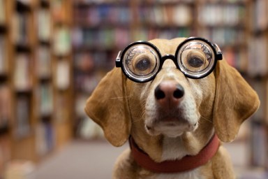 Librarian dog