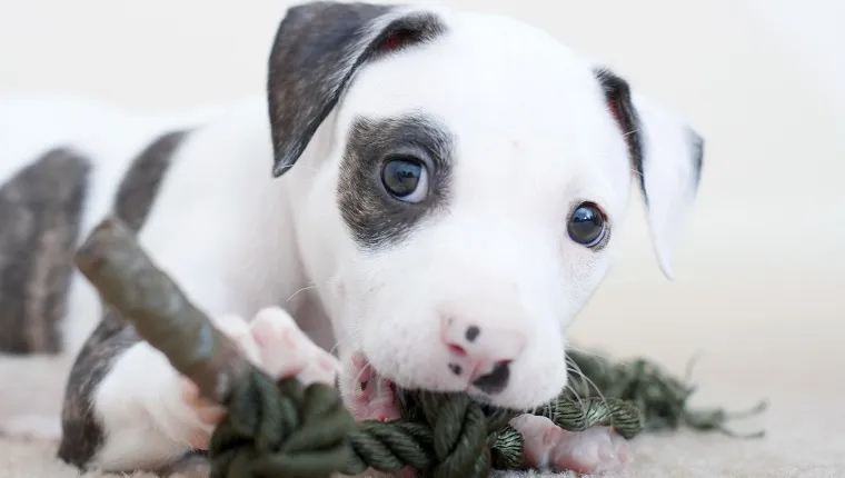 pitbull dog puppy cute
