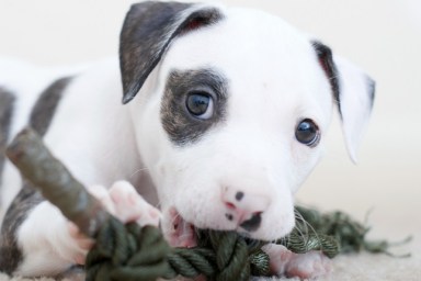 Pit bull Puppie small DOF focused on the eyes