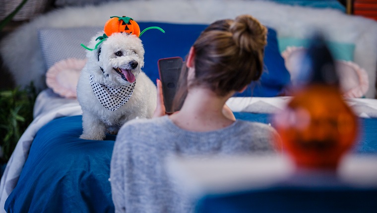 Selective focus of a young woman sitting on the floor in her bedroom next to the bed and taking a photo with mobile phone of her cute puppy in a Halloween costume. He has Jack o' lantern hat on his had.