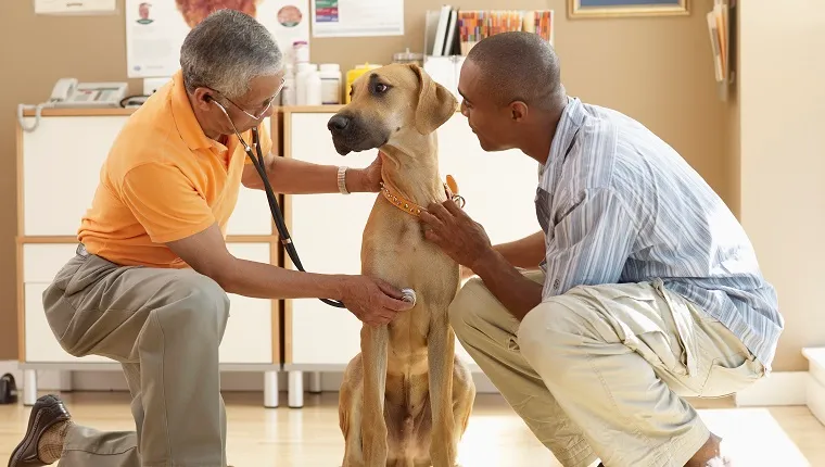 Veterinarian Listening to Dog's Heart