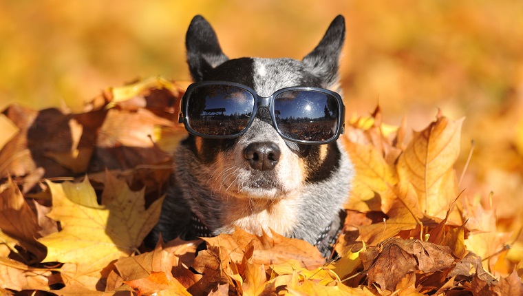 Dog in maple leaves.