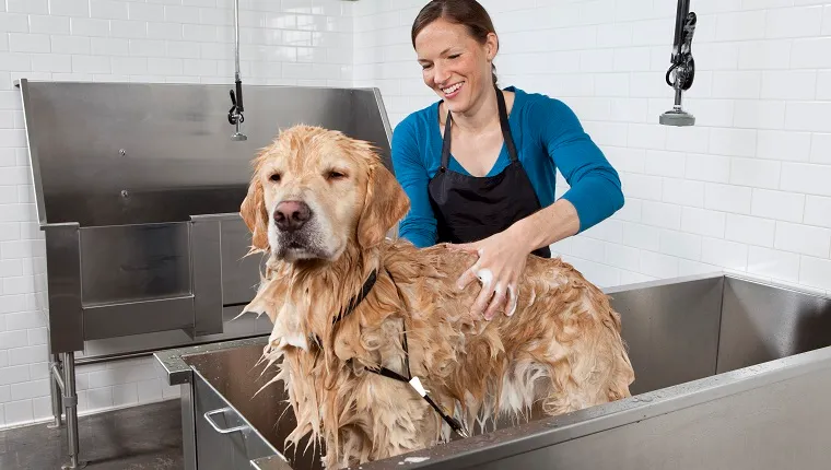 Golden retriever getting a bath at a self service pet wash with a woman wearing a blue shirt and black apron.