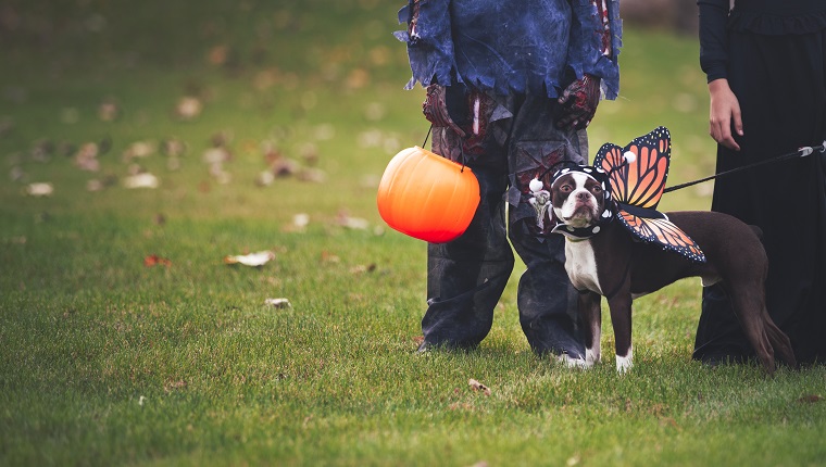 Friends in Halloween costumes with dog dressed as butterflyFriends in Halloween costumes with dog dressed as butterfly