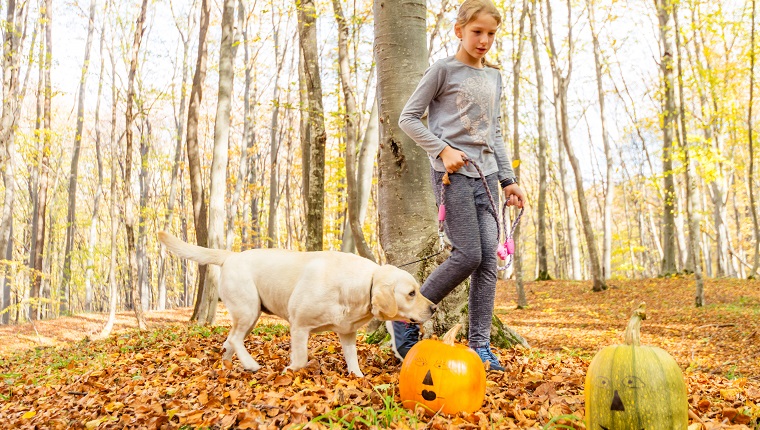 10 years old girl finds two painted Halloween pumpkins while she is walking her yellow labrador dog in forest.