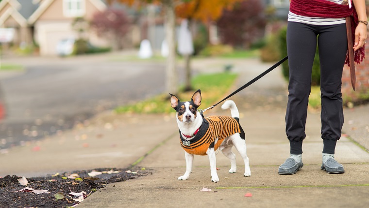 A mom waits for her trick or treating children. She is on the sidewalk with her dog, who is dressed in orange and black, and she is wearing a pirate sash and sword.