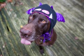 Dog in monster costume