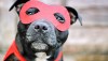 Dog in mask