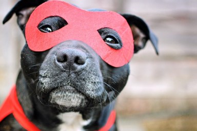Dog in mask