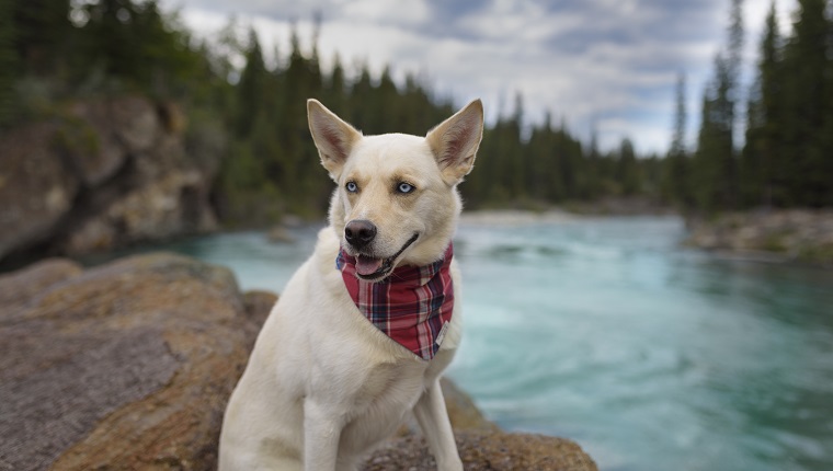 Beautiful mountain backdrop with colorful river. Dog with bandanna on International Bandanna Day.