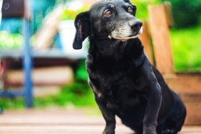 Portrait of an old tired black-haired dachshund dog in the backyard. Domestic dog with a gray muzzle
