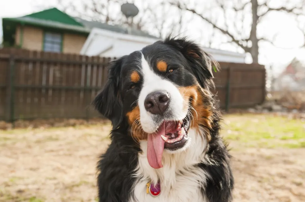 Bernese Mountain Dog with tongue out.
