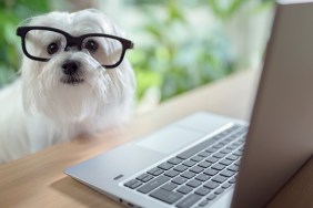 Dog with glasses using laptop computer