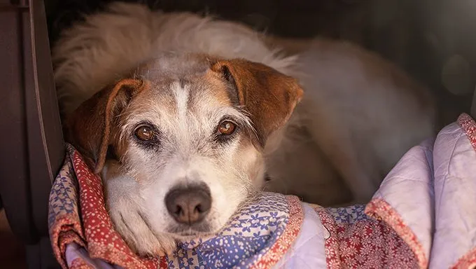 shelter dog lying on blanket