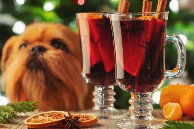 Two glass of christmas mulled wine or gluhwein with spices and orange slices on rustic table against the Christmas tree and red dog. Traditional drink on winter holiday.