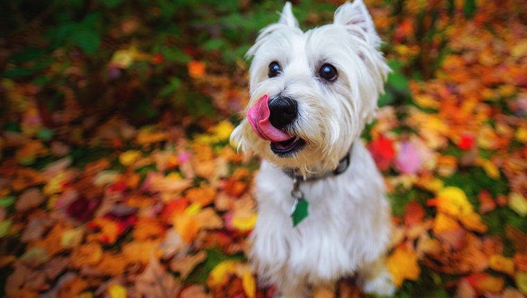fall pictures with dogs