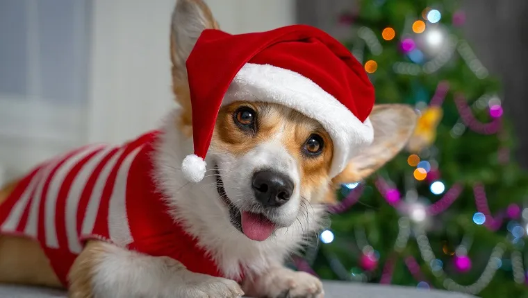 Best gifts for corgi clearance lovers