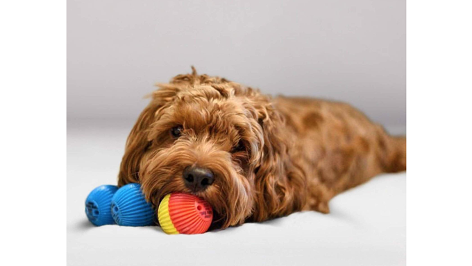 dog with babble ball toys