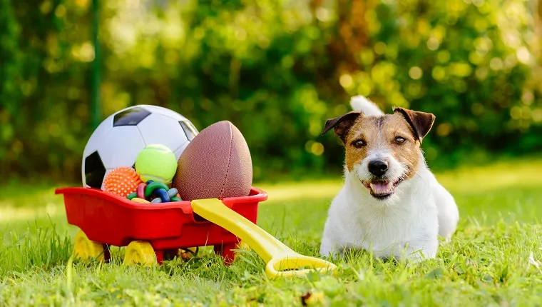 Jack Russell Terrier lying near heap of balls