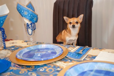 Chihuahua is seated at a dining room table that is set for a Hanukkah party
