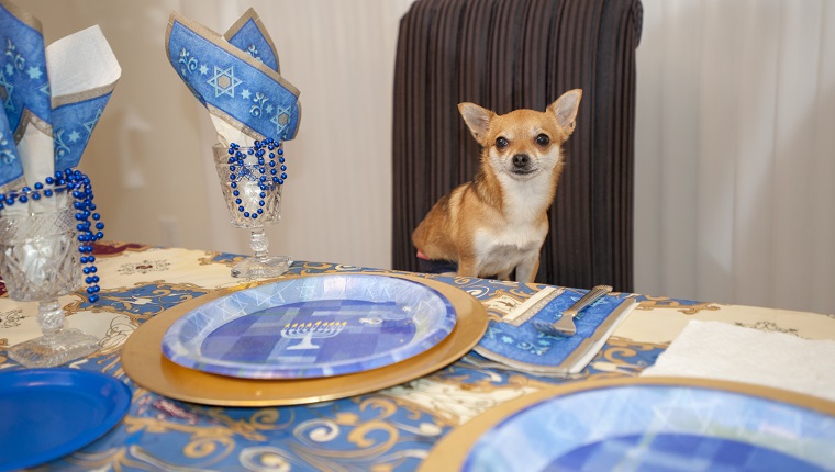 Chihuahua is seated at a dining room table that is set for a Hanukkah party