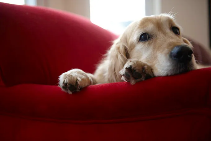 Italian IKEA Opens Doors To Homeless Dogs In Winter DogTime   Ikeadogs 