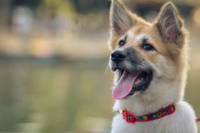 defocused portrait of a cute domesticated young dog in street