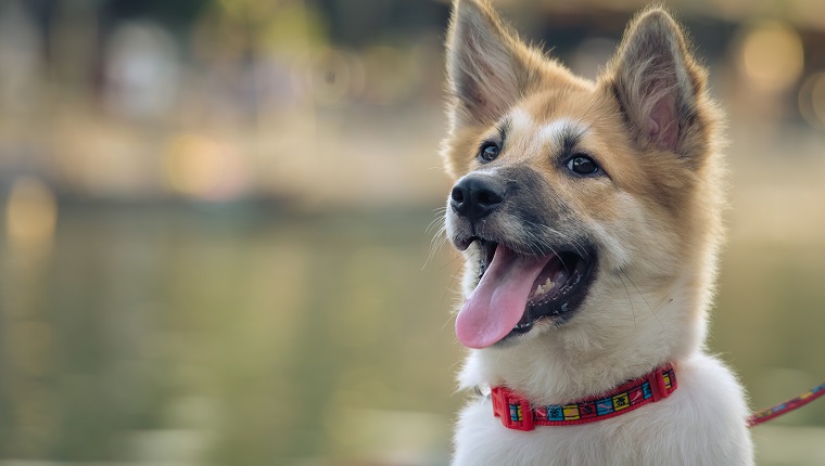 defocused portrait of a cute domesticated young dog in street