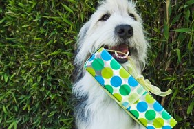 Dog with gift in mouth