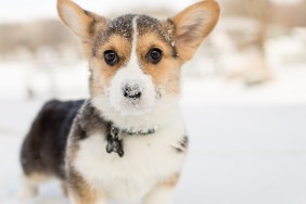 Cute tricolor corgi puppy outdoors in winter snow with snow on nose