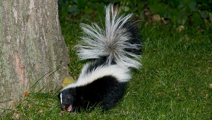 Natural, Safe Remedies To Keep Skunks Away From Your Dog - DogTime