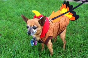 A Chihuahua dog dressed as a Thanksgiving turkey.