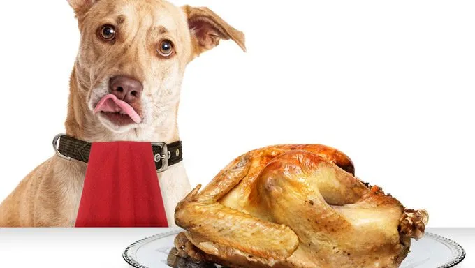 dog waiting by turkey dinner