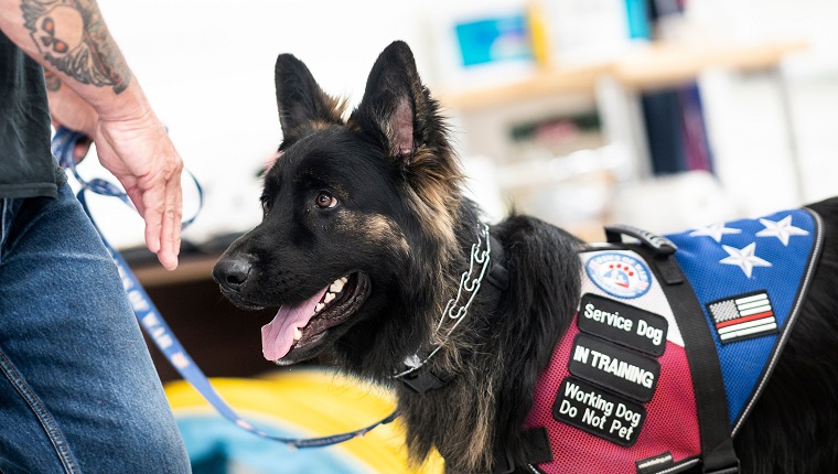 A service dog waits for training at the Paws of War office in Nesconset, Long Island, New York on June 10, 2019. - The service dogs are either trained or being trained to help veterans through difficult times by Paws of War, an association funded entirely by private donations that provides the shelter animals free of charge.